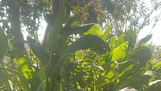 картинка: Daniella Дана Yussupbek is live! Утро. Еду На Океан в Корпус Кристи, ❤️Техас❤️