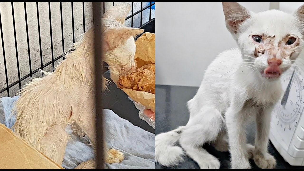 abandoned kitten not pooping LEFT TO STARVE Stray KITTEN Getting RESCUED and found LOVE.. ❤