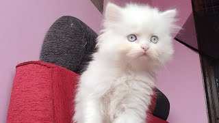 😱 கட்டாயம் ஊசி போட வேண்டும் 😻🙏 #persiancat #cat #பூனை #tamil #catvideos #mycat #catvaccination #yt by Cat Paws 674 views 5 months ago 3 minutes, 11 seconds