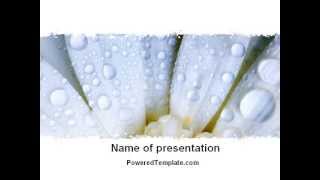 Camomile in Dew PowerPoint Template by PoweredTemplate.com