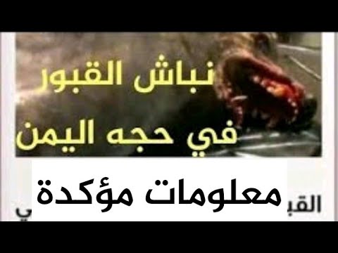 نباش القبور معلومات مؤكدة من نقطة عين علي حجه اليمن حول القبض علية