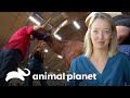 Extirpan masa a un caballo de la policía montada | Dr. Jeff, Veterinario | Animal Planet