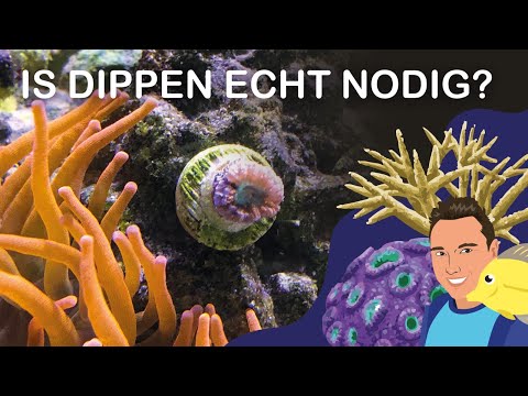 Video: Hoe Onderscheid Je Een Koraal Van Een Nep