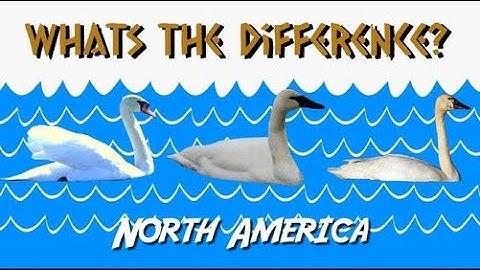 Swan Identification - Mute vs Trumpeter vs Tundra