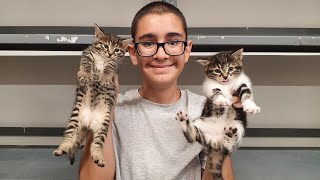 Yavru Kedi̇ler Ve Annesi̇ni̇ Koruma Altina Aldik