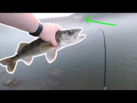 Fishing for WALLEY Below a Dam - Catch and Cook
