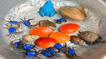 Kem Ốc và cua Chanel lái xe công nông đuổi theo máy xúc cứu con cua, cua xanh, ếch xanh, con cá, rùa