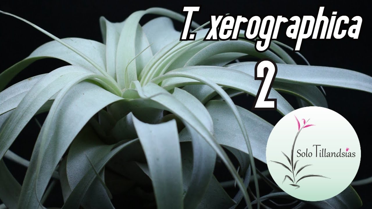 Xerographica: Características, cuidados y soportes 2