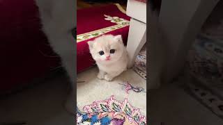 #funny #animals #cute #wildlife #zoo #squirrel #animation #bisal #bull #fox