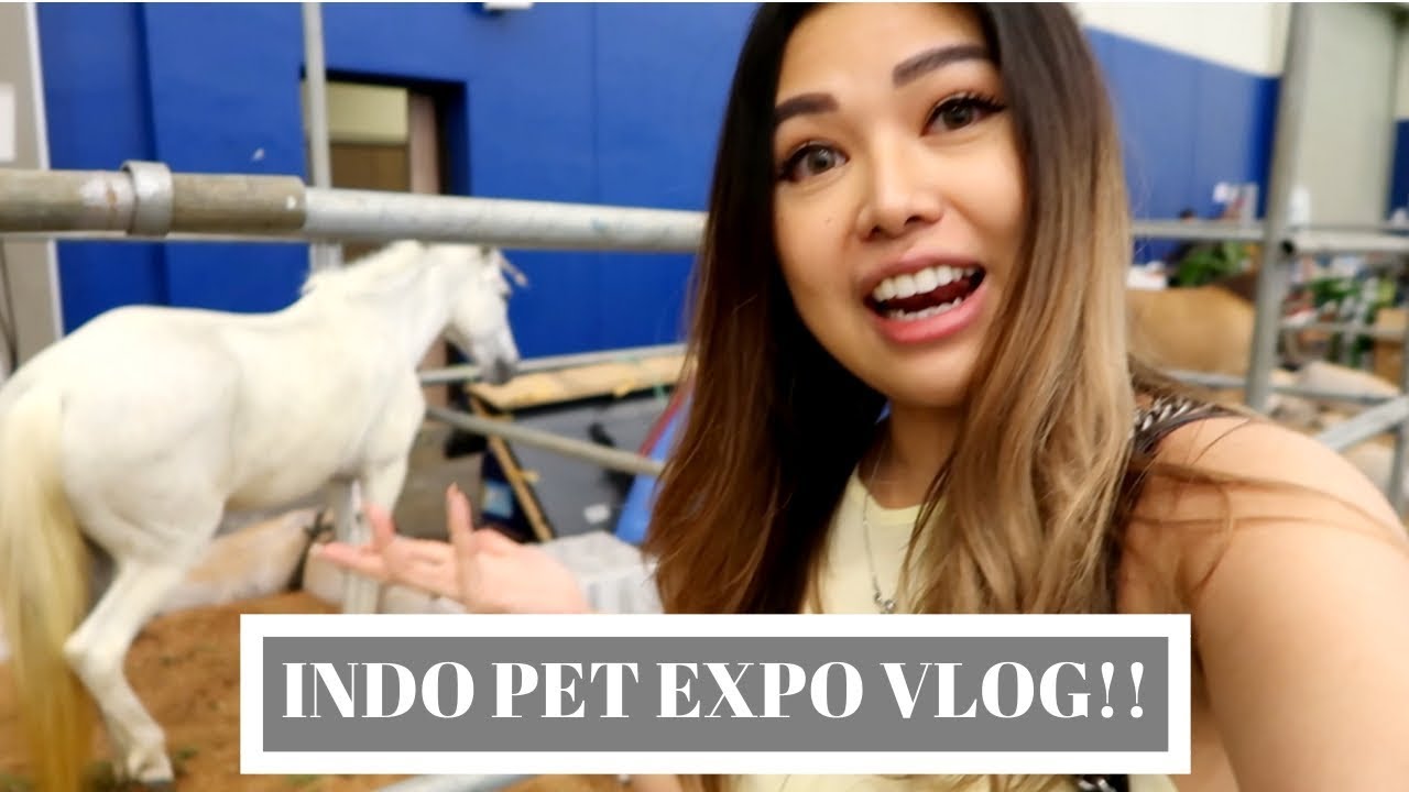 ice bsd serpong VLOG KELILING INDO PET EXPO 2018- ICE BSD