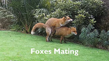 Foxes mating - old version