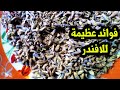 شاى ى اللافندر فوائد لايعرفها الا القليل واستخدمات اللافندر السحرية ؟؟