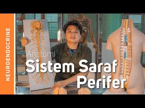 Anatomi Sistem Saraf-Sistem Saraf Tepi (Nervi cranialis et spinalis)