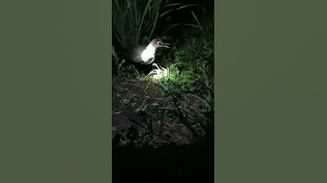 berburu ruak malam menggunakan tangan kosong saja.