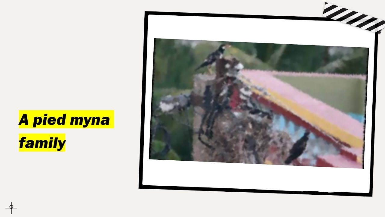 A pied myna family / Zoophilist Minds /The Wondrous Minds 
