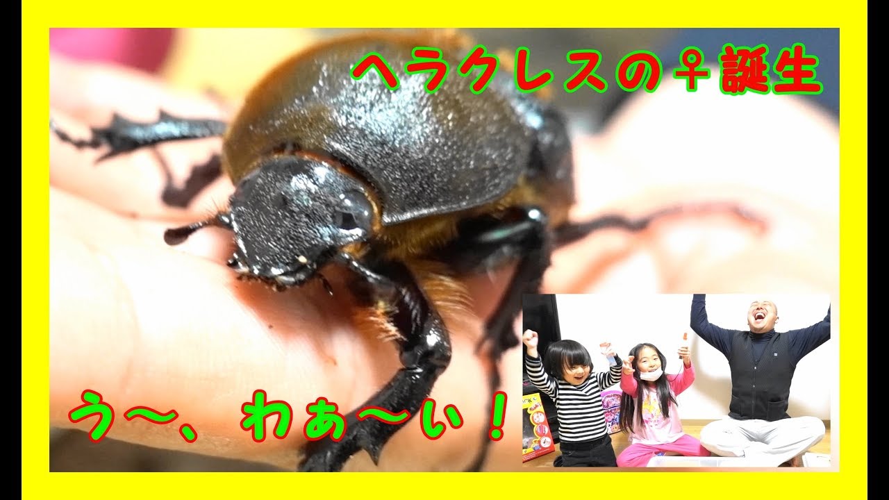 カブトムシ坊主 カブトムシ動画 子供達と一緒にヘラクレスオオカブトの掘り出し 粟國土建 Beetle Or Stag Beetle Videos Youtube