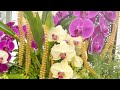 Consejos que funcionan para Orquídeas en el interior║Orquídeas en el mundo