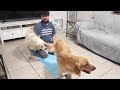 Funny Golden Retriever workout session...LOL