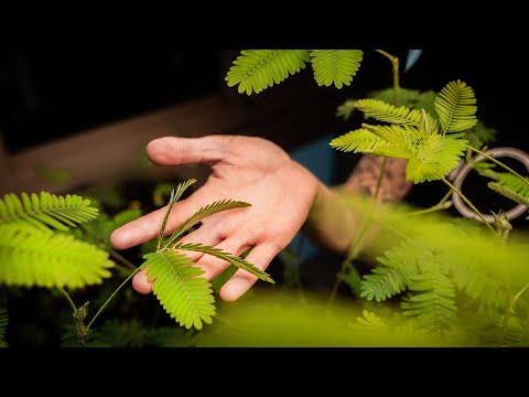 After Dark | AI: Ancestral or Artificial Intelligence? | Exploratorium
