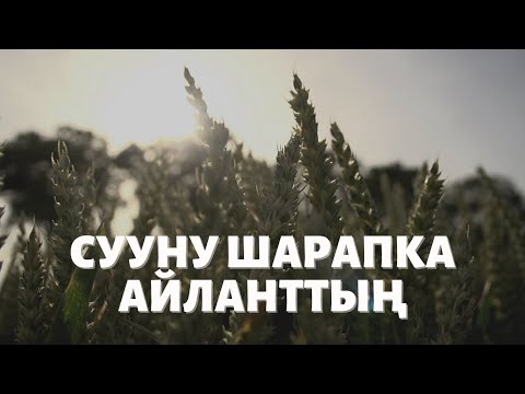 Video: Кантип шарапка маринаддоо керек