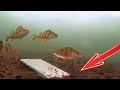 Реакция рыбы на ЗЕРКАЛО! (Часть 2) Окунь, рак, астронотус. Подводная съемка
