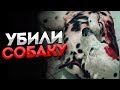 УБИЛИ СОБАКУ | ШОК!!! СМОТРЕТЬ ДО КОНЦА.