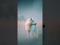 he stands still, only moving his head looking from side to side, it is foggy and misty