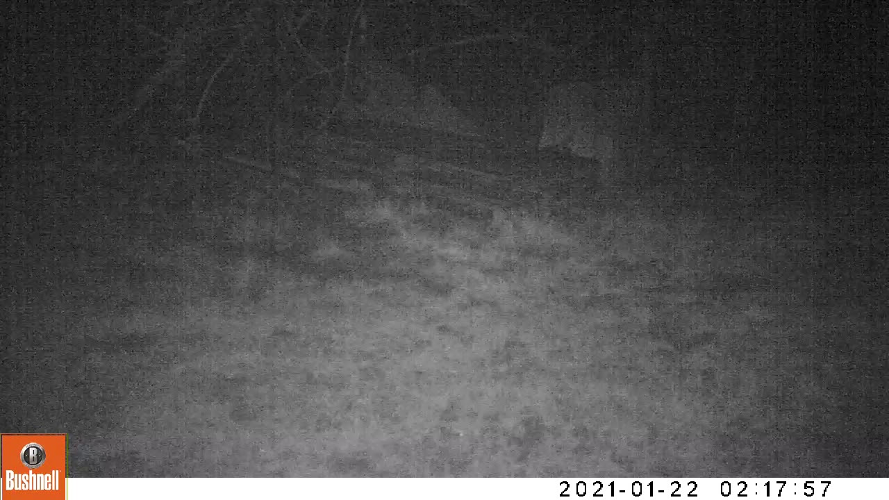 vos heeft precies een halssnoer om