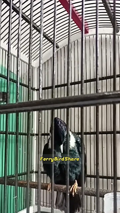 RAJA PERLING GACOR MOHAWK #raja #mohawk #masteranjernih #basilornis #shorts