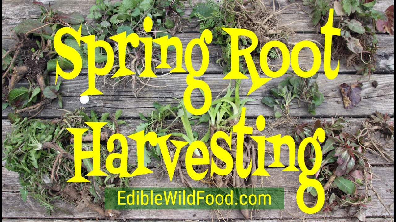 Spring Root Harvesting - Foraging for Wild Edible Roots in the Springtime