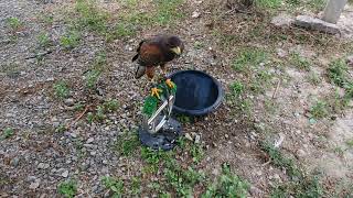 harris hawk sound