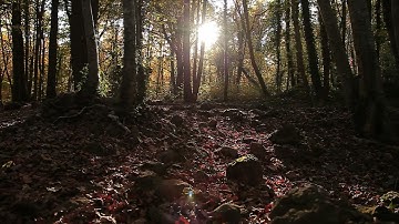 سورة القلم/ياسر الدوسري