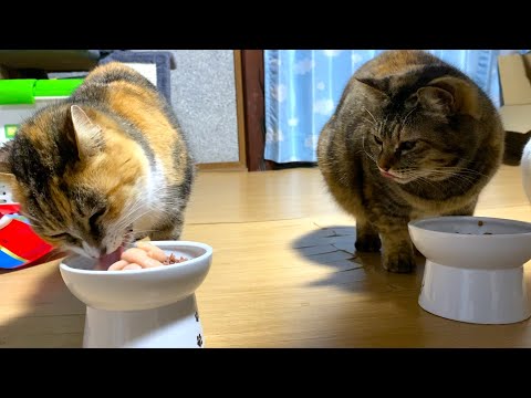 にゃんちゃん にゃんちゃんず - YouTube