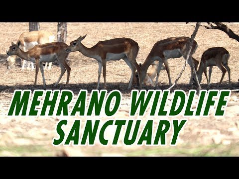 Mehrano Wildlife Sanctuary | Mehrano Jungle Kotdigi | Mehrano Kahirpur Mirs