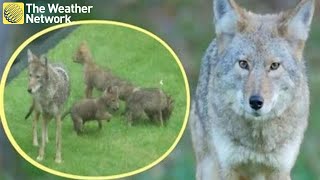 How to coexist with coyotes and stay safe screenshot 2