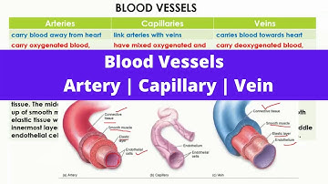 Blood Vessels | Artery | Capillary | Vein | Structure and function