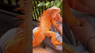 Living the dream 🧡 #dragonandme #iguana #reptile #dragon #pet #animal #lizard #mypet #petreptile