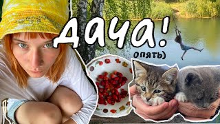 я ОПЯТЬ на даче... мы нашли котеночков 🐈 летний влог