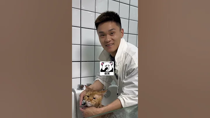 Video 6009321: maine coon cat grooming, cat pet maine coon, maine coon cleaning