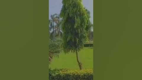 university of Sargodha beautiful view ##uos ##shortsfeed ##shortsvideo ##shorts ##shortsyoutube ##