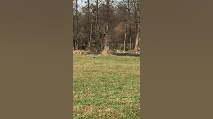 Magpie flying away #shorts