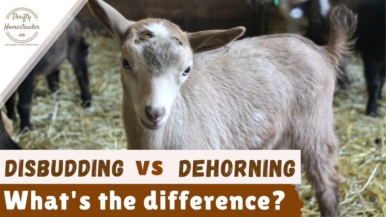 Goat Disbudding Options 51 OFF Www pinnaxis goat-disbudding-options-51-off-www-pinnaxis