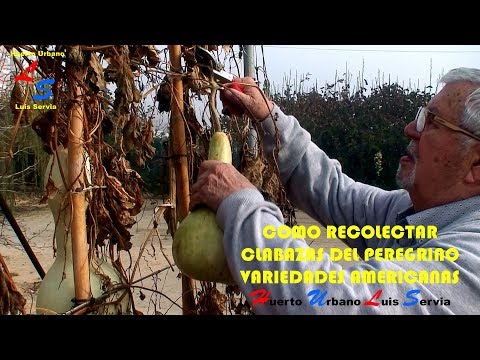 Video: Recolección de calabazas en Long Island