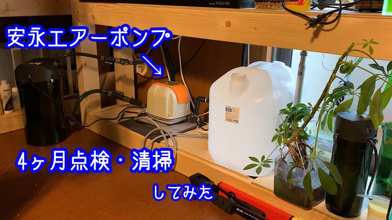 アクアリウム 安永ap 40pの４ヶ月点検 清掃やってみました Youtube