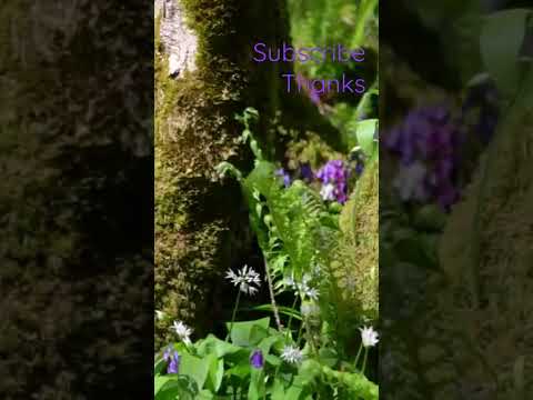 #naturesounds for #sleeping