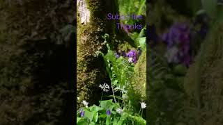 #naturesounds for #sleeping - Full 8Hour video @johnnielawson - #relaxing #forest #birdsong  #nature