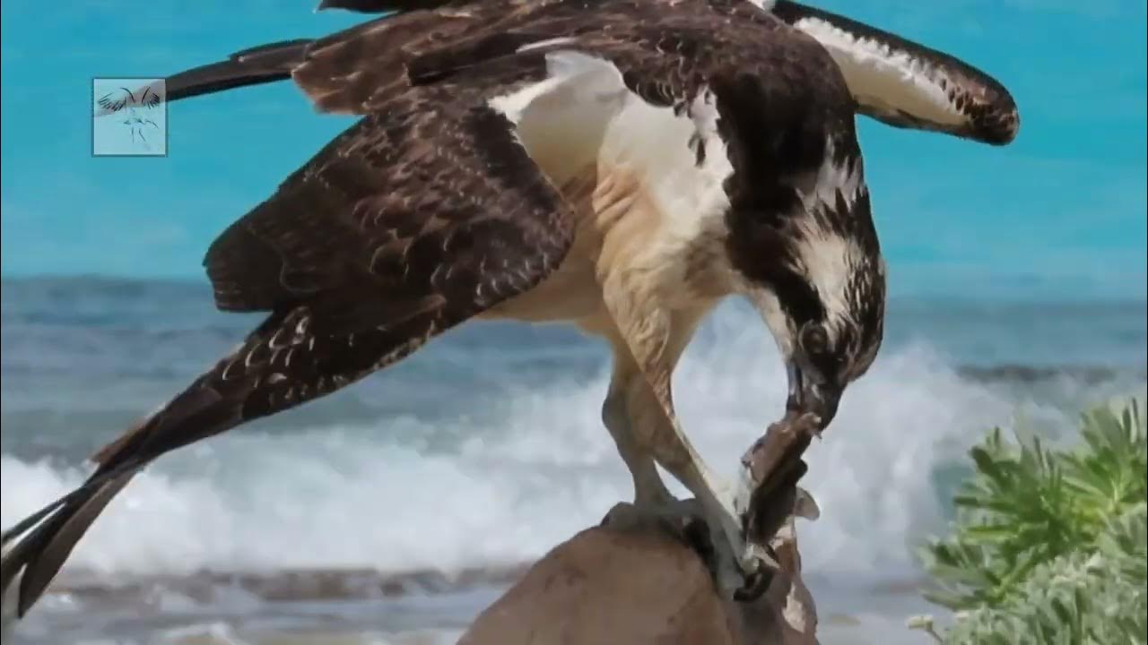 How (and Why) Ospreys Swivel Their Heads YouTube
