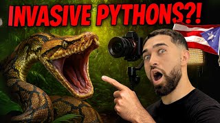 SAYA MEMBURU PITON RETIKULASIF DI Puerto Rico & MEMBUAT FILM DOKUMENTASI | Reptiles With Podcast
