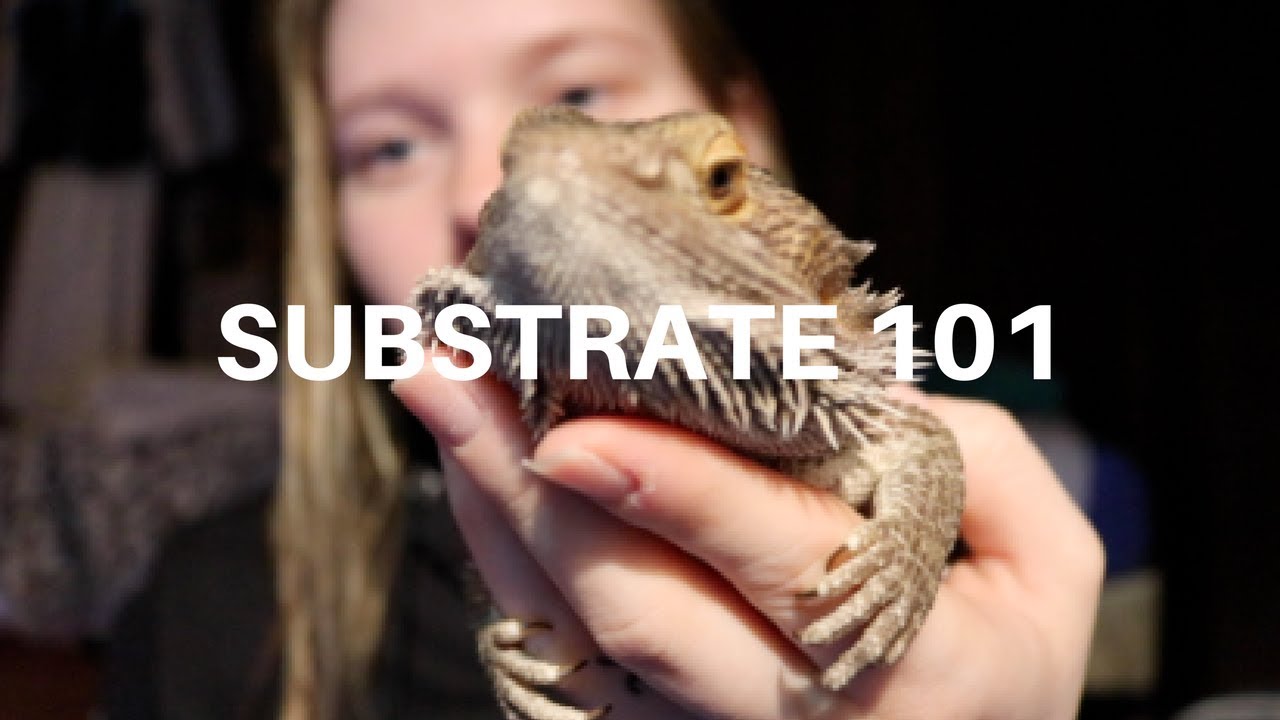 BEARDED DRAGON SUBSTRATES 101 Pros and Cons YouTube