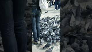 San Marco Ground Venice Italy || Own Photography